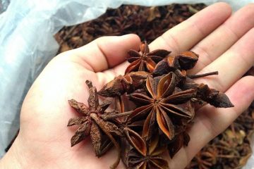 Hoa hồi là gì? Lợi ích của hoa hồi và những cách sử dụng hoa hồi